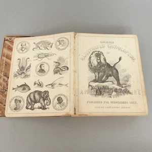Antique JOHN FROST BOOK GRAND ILLUSTRATED ENCYCLOPEDIA OF ANIMATED NATURE 1800s - Picture 1 of 24