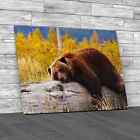 A Bear Laying On A Trunk Canvas Print Large Picture Wall Art
