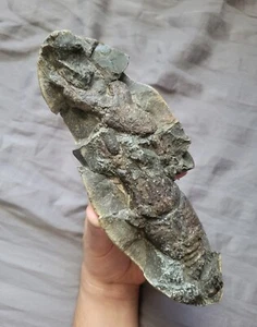Fósil muy raro de artrópodo del Cretácico Hoploparia Sp. De una colección de autor - Imagen 1 de 6