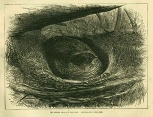 ORNITHOLOGY WOODLAND GAMEBIRD THE RUFFED GROUSE SITTING ON HER NEST HABITAT - Picture 1 of 1