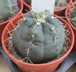 ECHINOCEREUS KNIPPELIANUS- slow grower with early season flowers. - Picture 1 of 5