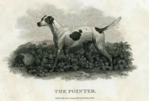 C.1801 POINTER DOG COPPER ENGRAVING BY JOHN SCOTT, BUNNY & GOLD LONDON - Picture 1 of 2