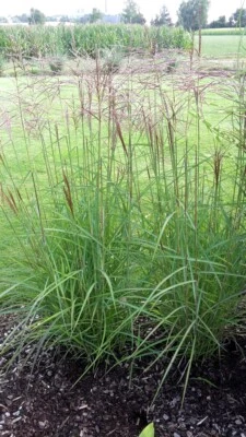 Miscanthus sinensis Ferner Osten, Chinaschilf mit roten Blüten, 3l Topf SOLITÄR - Bild 1 von 3