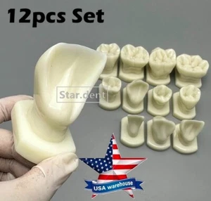 Dentist Teeth Form anotomical Models Dental Students Tooth Structure Comparison - Picture 1 of 11