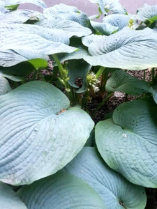 Hosta/Funkia Blue Giant Elegans 100 GRAINES !! - Photo 1 sur 5