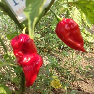 Devil's Tongue Red,Lengua del Diablo,10 Semillas,Capsicum chinense (221) - Picture 1 of 1