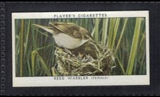 REED WARBLER - 80 + year old English Tobacco Card # 23