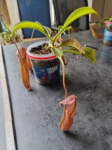 Nepenthes (Boschiana X Adrianii) X Boschiana - Eigene Kreuzung - A - Bild 1 von 3