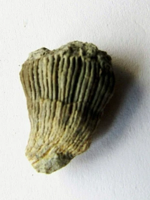 Fósil de hoja de aguja de pino mediterráneo Foto 1 de 4