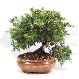 BONSAI Chinesischer Wacholder 'Juniperus chinensis kyushu' inkl. Schale. - Bild 1 von 5