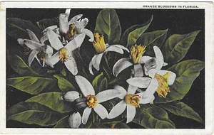 Postal de lino de Florida vintage de flores de azahar cítricas - Imagen 1 de 2