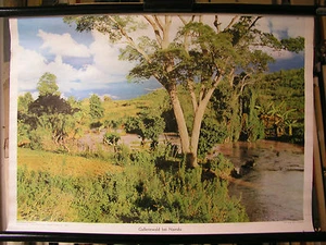 Schulwandbild Wandbild Bild Wald Galleriewald bei Nairobi Kenia Afrika 72x51cm - Bild 1 von 1