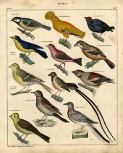 1843 OKEN HC LITHOGRAPH tit, nuthatch, canary, yellowhammer, whydah, pigeon, ... - Picture 1 of 2