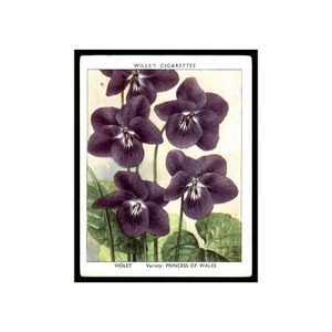 Violet 1939 Wills Cigarettes Garden Flowers New Varieties #40 Baseball Card VG - Picture 1 of 3