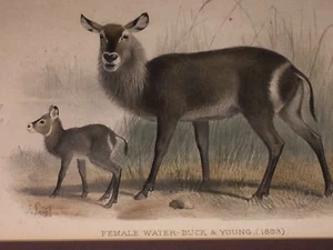 Original 1893 Print~Female Water-Buck and Young Fawn~Zoological Society~London - Picture 1 of 9