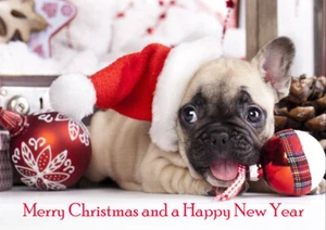 FRENCH BULLDOG PUPPY IN CHRISTMAS HAT SINGLE DOG PRINT GREETING CHRISTMAS CARD - Picture 1 of 1