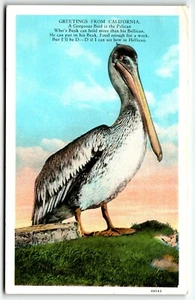 Postcard Greetings from California Pelican CA UNP White Border - Bild 1 von 2