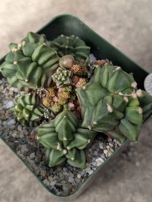 Collection Item! Bouquet Style Daydream Gymnocalycium, Purple 💜 Rockets , 3" - Image 1 of 4