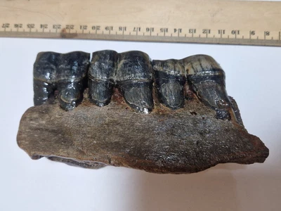 Selten: Nashorn, Brachypotherium, OSM, Miozän, Bayern - Bild 1 von 4