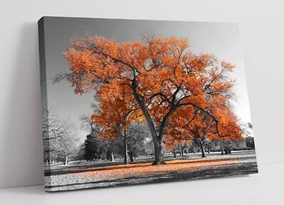 ORANGE TREE BLACK & WHITE BACKGROUND -FRAMED CANVAS WALL ART PICTURE PRINT - Image 1 of 2