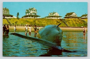 Gestrandet 65 Fuß Finbackwal Wellfleet Cape Kabeljau Massachusetts Vintage unbenutzte Postkarte - Bild 1 von 2
