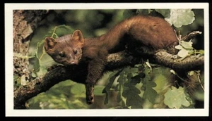 Tobacco Card, Doncella, BRITAINS ENDANGERED WILDLIFE, 1984, Pine Marten, #6 - Picture 1 of 2