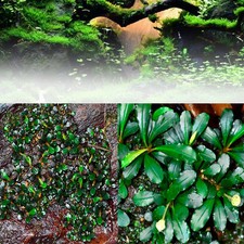 1000PCS Bucephalandra Pygmaea Seed Live Aquatic Plant Stem Water Aquarium Grass