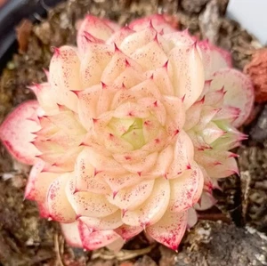 E. elegans'alba x E. ebony 4cm diameter Echeveria succulent - Picture 1 of 3
