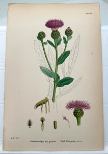 1864 John Edward Sowerby #278 BLACK KNAPWEED Centaurea Nigra handkoloriert - Bild 1 von 3