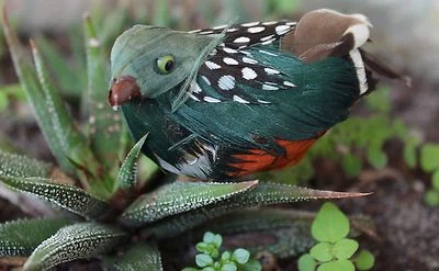 PÁJARO EMPLUMADO - Multicolor/Verde - Manualidades Decorativas Foto 1 de 3