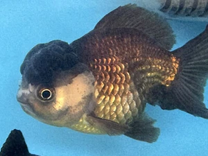 SUPER SALE! THAI AAA-GRADE 5.5" BLACK YUAN BOA ORANDA + FREE S&H - Picture 1 of 8