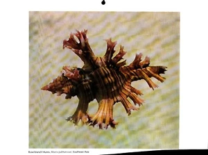Rose-branch Murex, Seashell Print 1980 - Picture 1 of 1