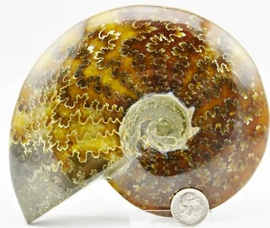 Whole Ammonite Great Suture Pattern 134mm Dinosaur age 5.2" 110myo Fossil e3991e - Picture 1 of 8