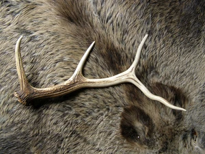 Geweihstange, Abwurfstang  Rothirsch. 51cm. 657 Gramm. - Bild 1 von 1