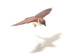 Japan Furuta Choco Egg #14 Eurasian Tree Sparrow Bird Miniature Figure