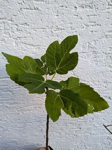 Ficus carica "Kadota” TOP Feige Feigenbaum Obst Früchte - Bild 1 von 11