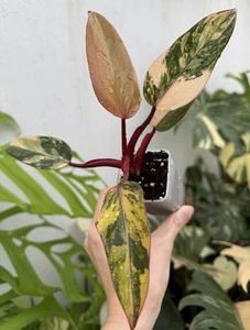 Highly Variegated Philodendron Strawberry Shake💖(Rare)~Established Indoor Plant - Picture 1 of 9