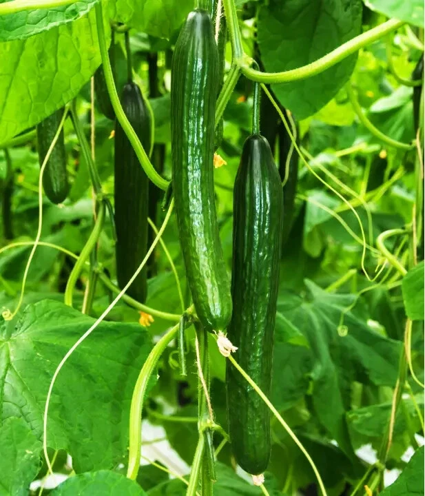 CUCUMBER JAPANESE LONG BURPLESS SEEDS Japanese Vegetable Garden Kyuri Seeds - Image 1 of 1