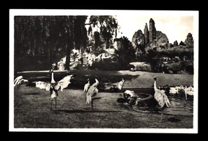 VINTAGE POSTCARD CARL HAGENBECK'S TIERPARK STELLINGEN-HAMBURG SARUS KRANICHE - Picture 1 of 1