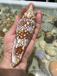 SEASHELL  Conus Milneedwardsi clytospira Excellent  HUGE 162mm !!! Rare size !!! - Picture 1 of 11