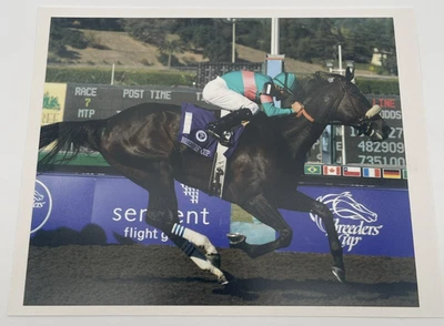 Zenyatta 2008 Breeders' Cup Champion 8x10 Photo - Image 1 of 4