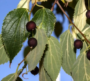 Celtis australis - - bagolaro ** - Bild 1 von 4
