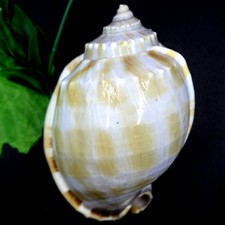 100% Natural large Beautiful top rare real sea Shell Conch Ybk63