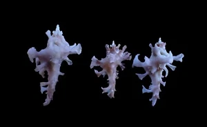 Sea shells - Homalocantha anatomica- 29-40mm- 3pcs. - Picture 1 of 2