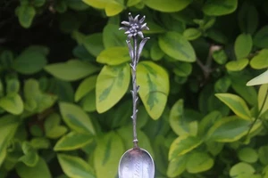 Vintage 800 Silver Spoon Switzerland Edelweiss Flower Souvenir Flowers Zurich - Picture 1 of 10