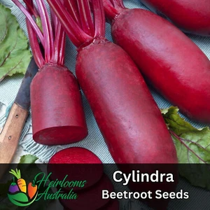 BEETROOT 'Cylindra' 50+ seeds Heirloom, Vegetable Garden, SUMMER SPRING AUTUMN - Picture 1 of 1