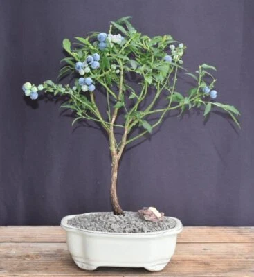 Flowering Top Hat Blueberry Bonsai Tree Dwarf Plant Live Fruiting Outdoor 3-5" H - Image 1 of 2