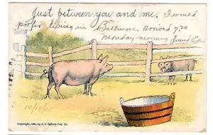 1905 Comic Postkarte. Just Between You and Me. Zwei Schweine und ein Zaun. - Bild 1 von 1