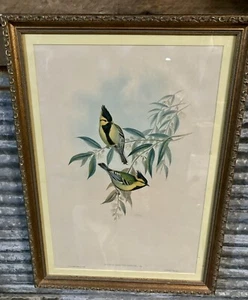 J. Gould & H.C. Richter handkolorierte Lithographie PARUS XANTHOGENYS, Vig Original - Bild 1 von 11
