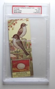 1924 V75 Patterson Candy co. Bird Card #39 Phoebe PSA 4 MC